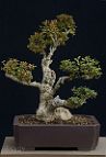 Buis N°5-bonsai Buis N°5 - 2012 - Buxus sempervirens L.
